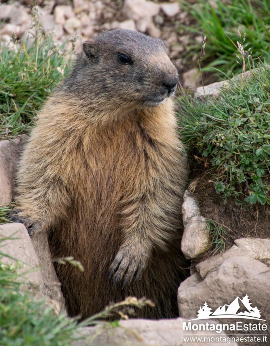 Marmotta che esce dalla tana in val di fassa