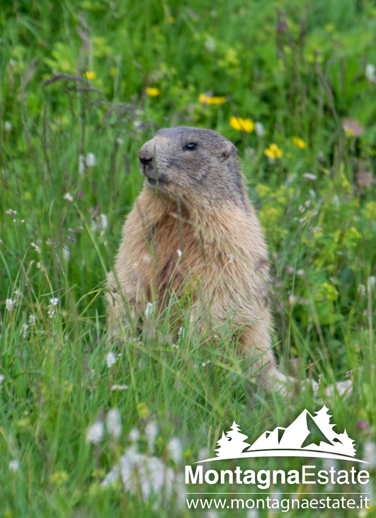 Marmotte del Fuciade (7)